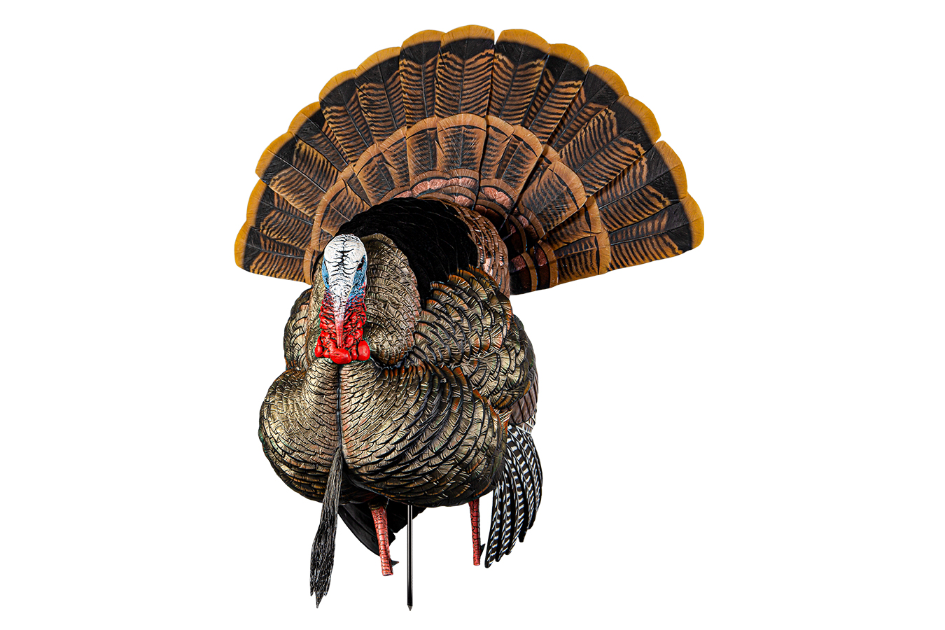 HDR STRUTTER TURKEY SPECIES MULTI COLOR