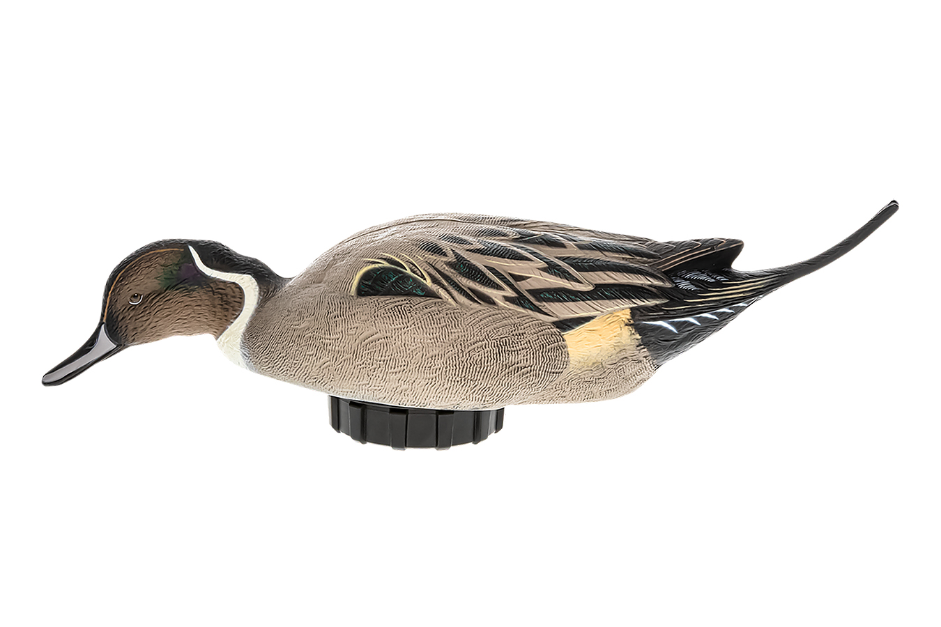 Avian X Pintail Species Multi-Color