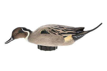 AVIAN X Pintail Species Multi-Color - AVIAN X