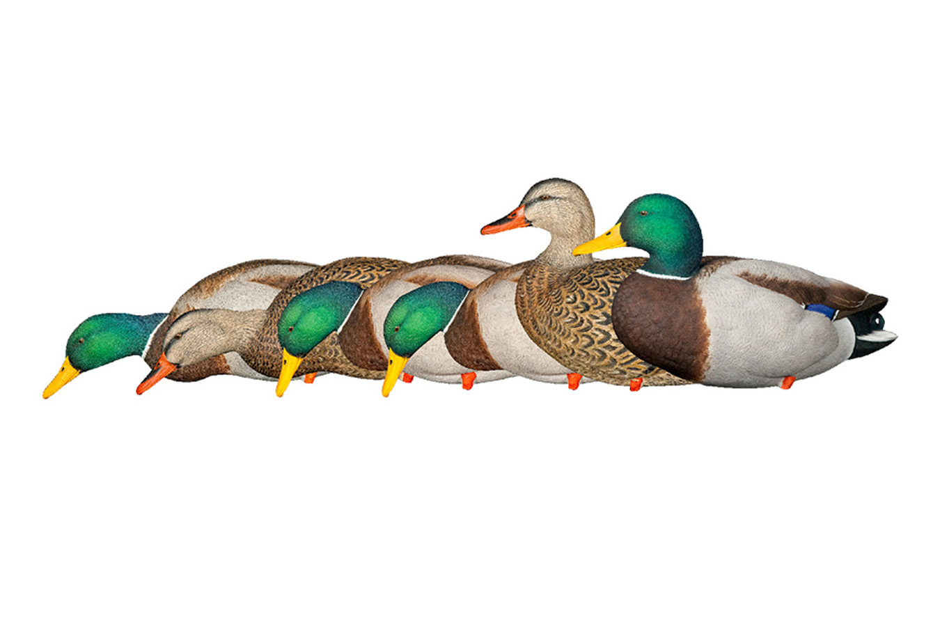 AVIAN X AXP FULL BODY MALLARDS