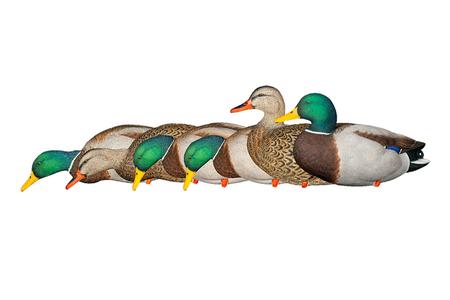 AVIAN X AXP Full Body Mallard Decoy 6-Pack - AVIAN X