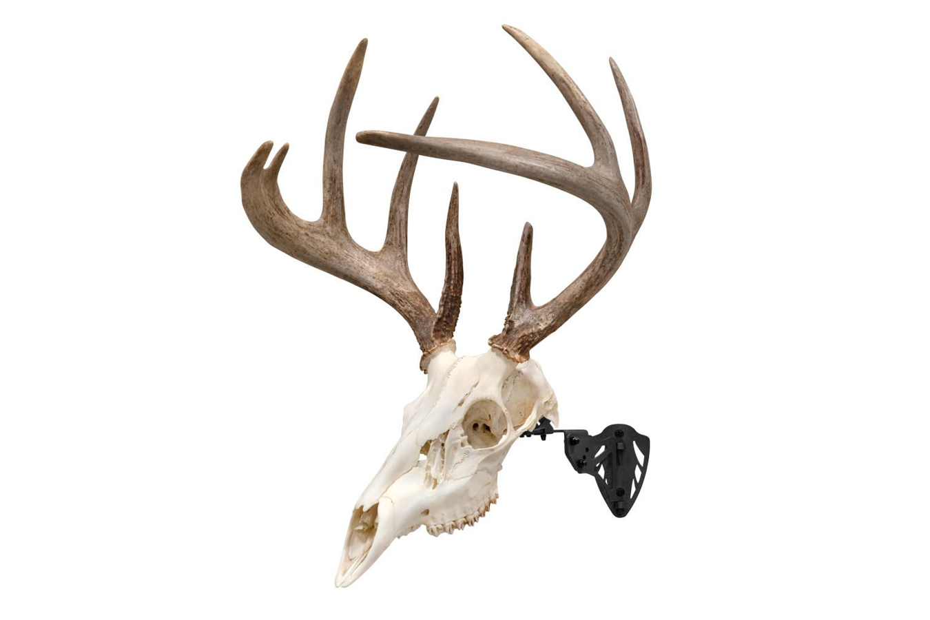 Allen EZ Mount Trophy Skull Hanger - Black