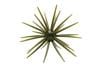 SKINNY BEAR SHAKE EM UP 19MM URCHIN BAIT