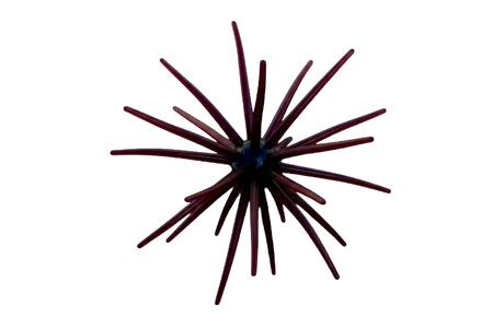 CABEC URCHIN
