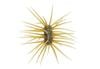 DUCKETT FISHING YEN 33MM X 15MMASHI URCHIN STYLE BAIT, 42 LEGS