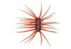 DUCKETT FISHING YEN 33MM X 15MM ASHI URCHIN STYLE BAIT, 42 LEGS