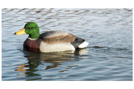 THE NATURAL MALLARD DRAKE SWIMMER