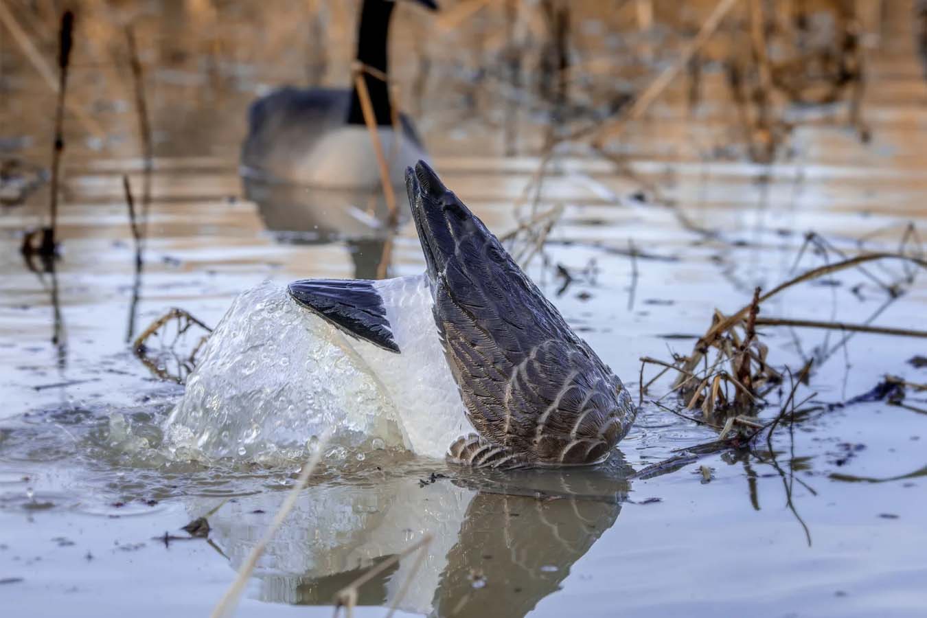 HIGDON Pulsator PRO Canada Goose Decoy