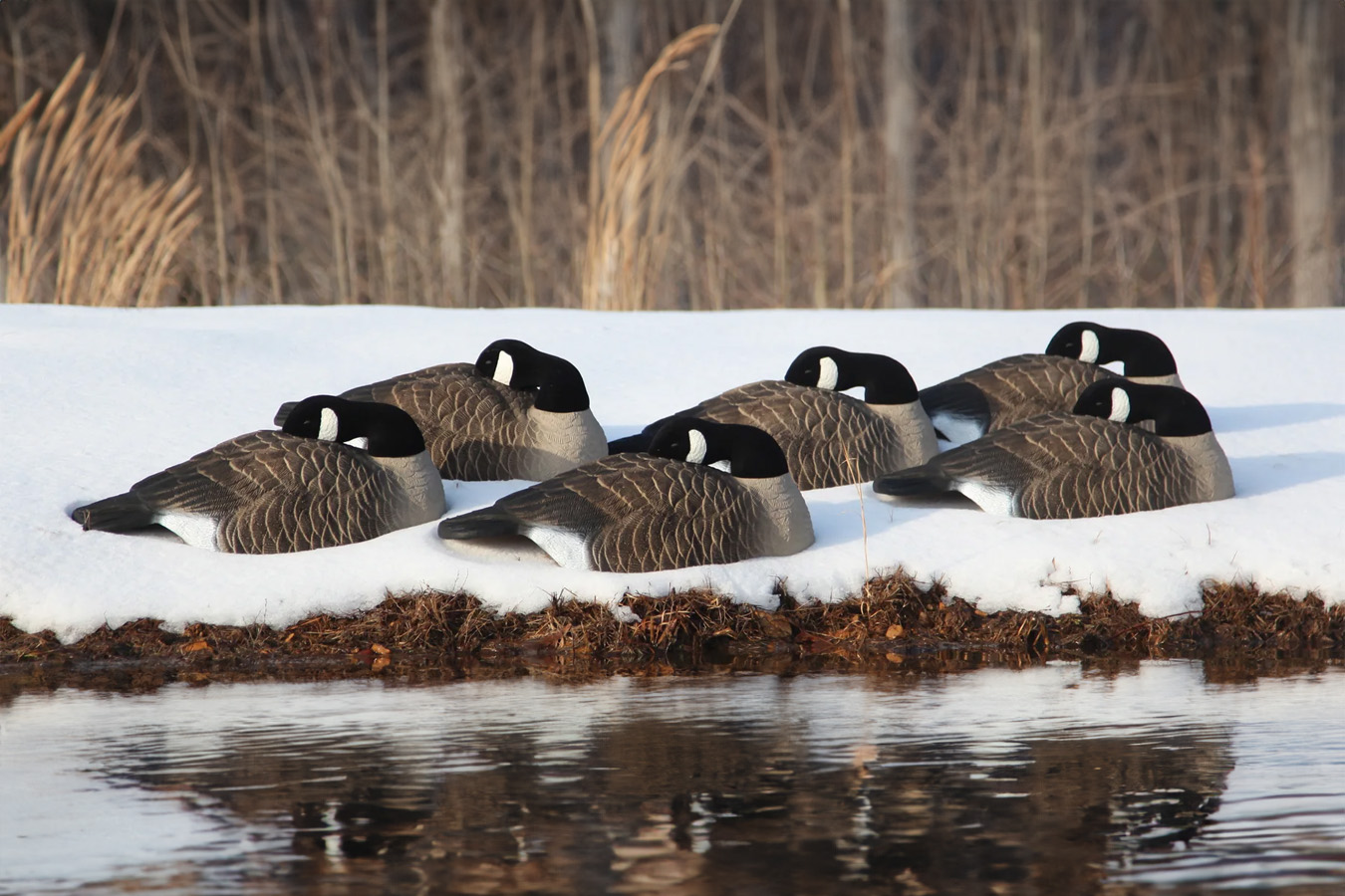 HIGDON Full Size Half Shell Sleeper Canada Goose 6-Pack