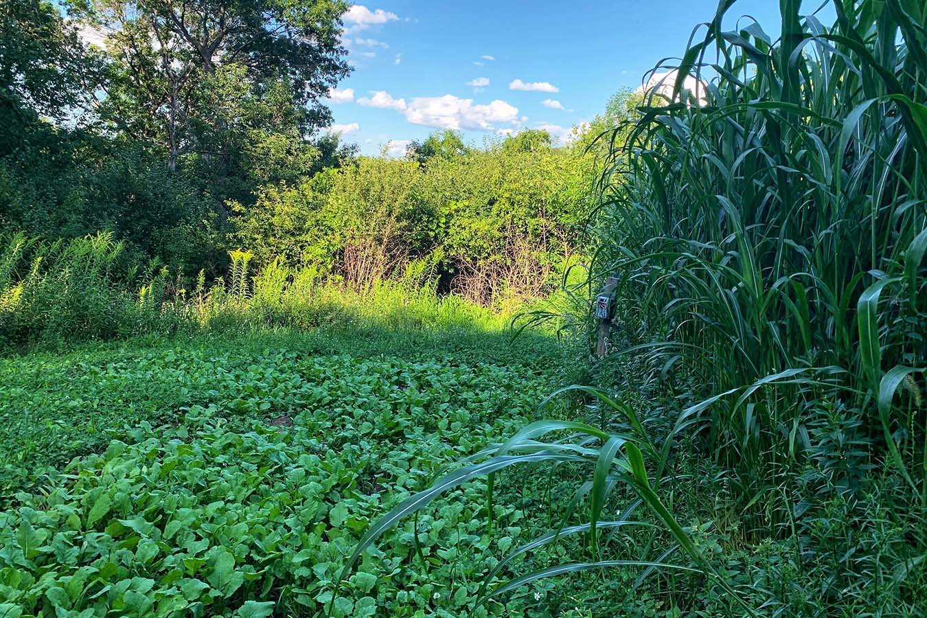 DOMAIN OUTDOORS Incognito Food Plot Seed - 1/4 Acre