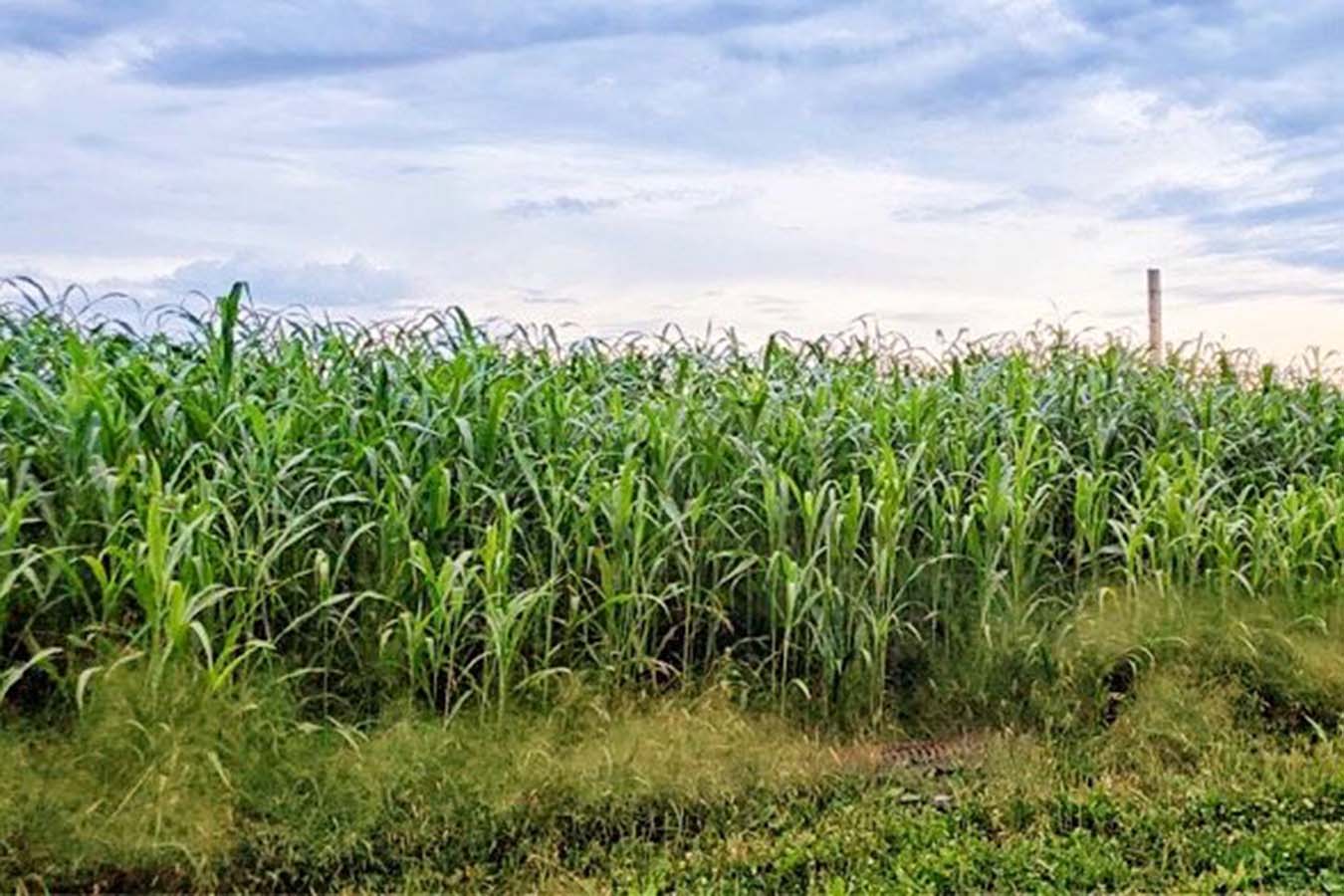 DOMAIN OUTDOORS Incognito Food Plot Seed - 1/4 Acre