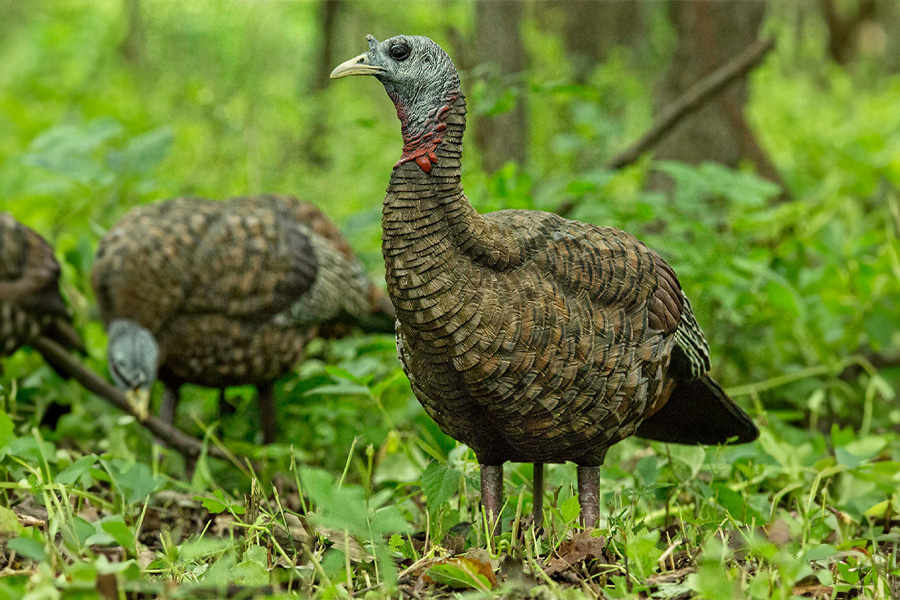 AVIAN X LCD Lookout Hen Decoy