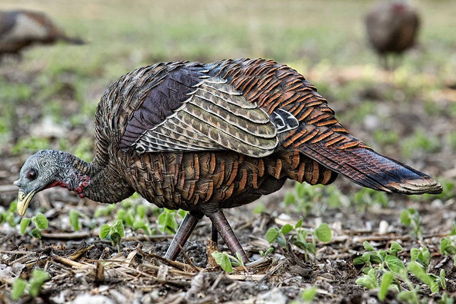 AVIAN X LCD Feeder Hen Decoy