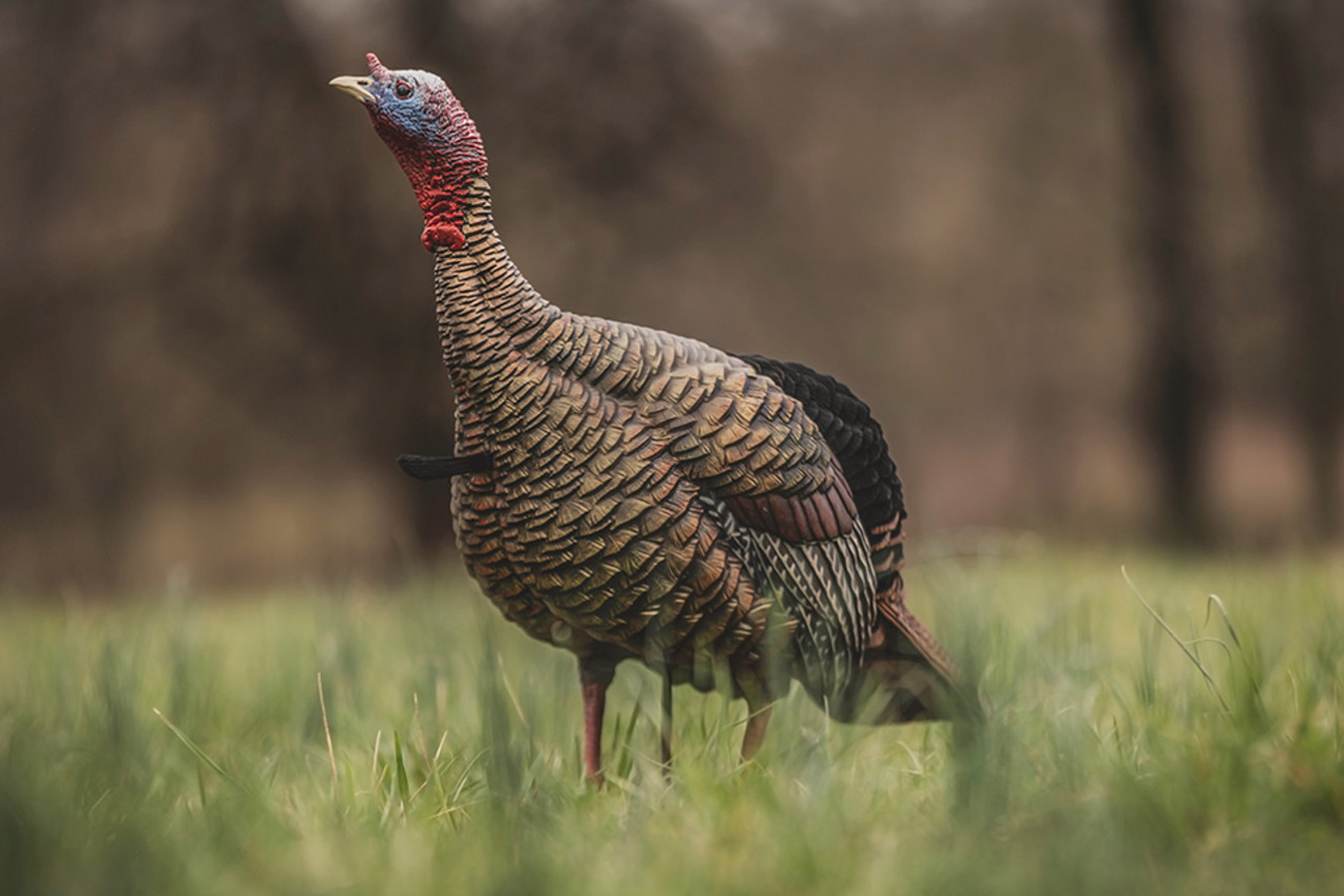 AVIAN X HDR Jake Turkey Decoy