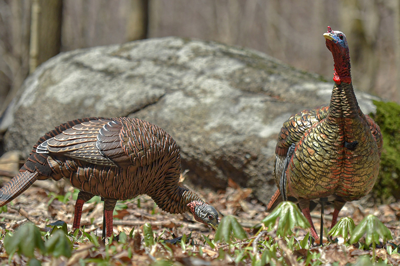 AVIAN X HDR Feeding Hen