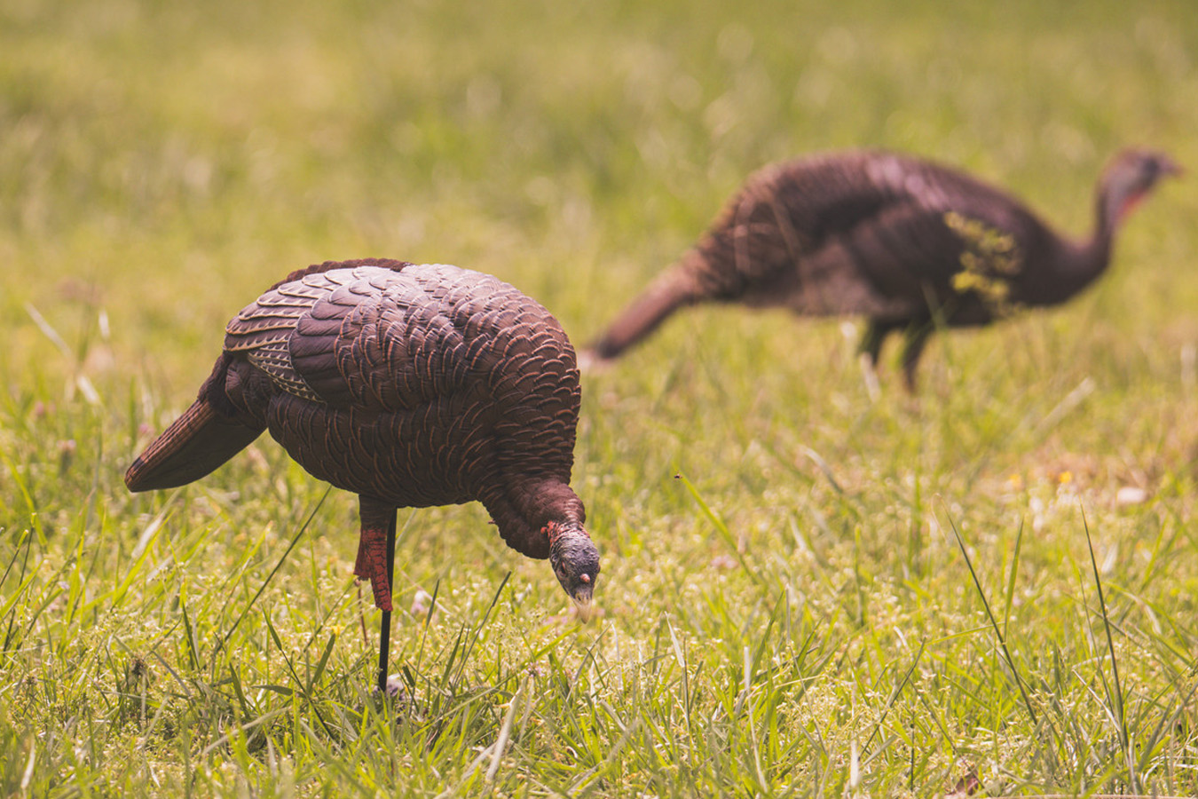 AVIAN X HDR Feeding Hen