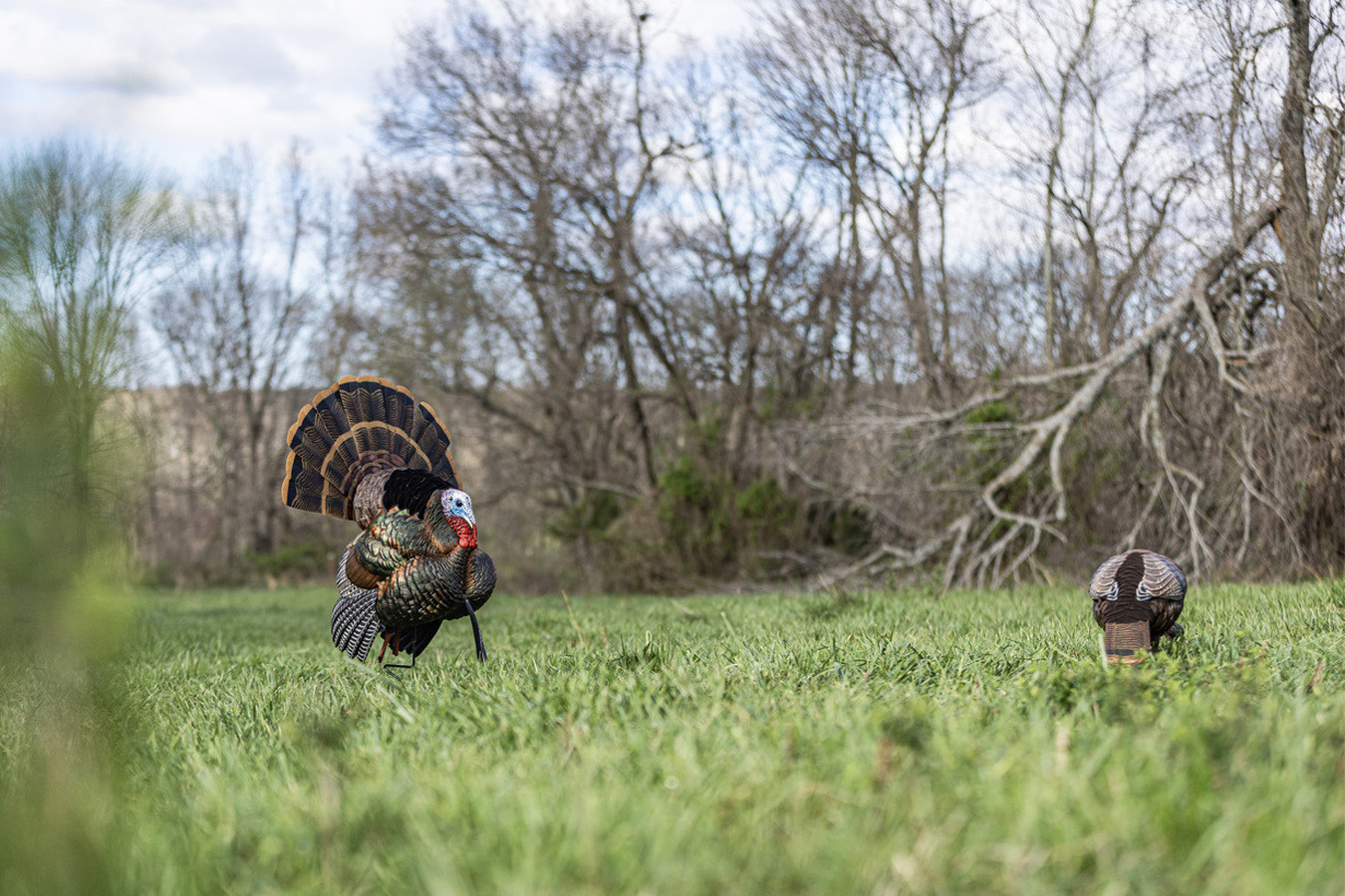 AVIAN X HDR Feeding Hen