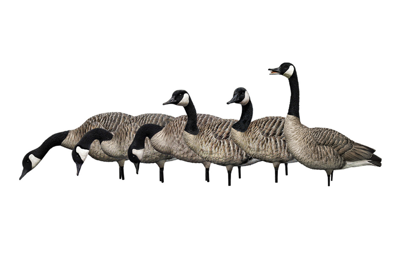 AVIAN X AXP Fusion Honker 6 Pack